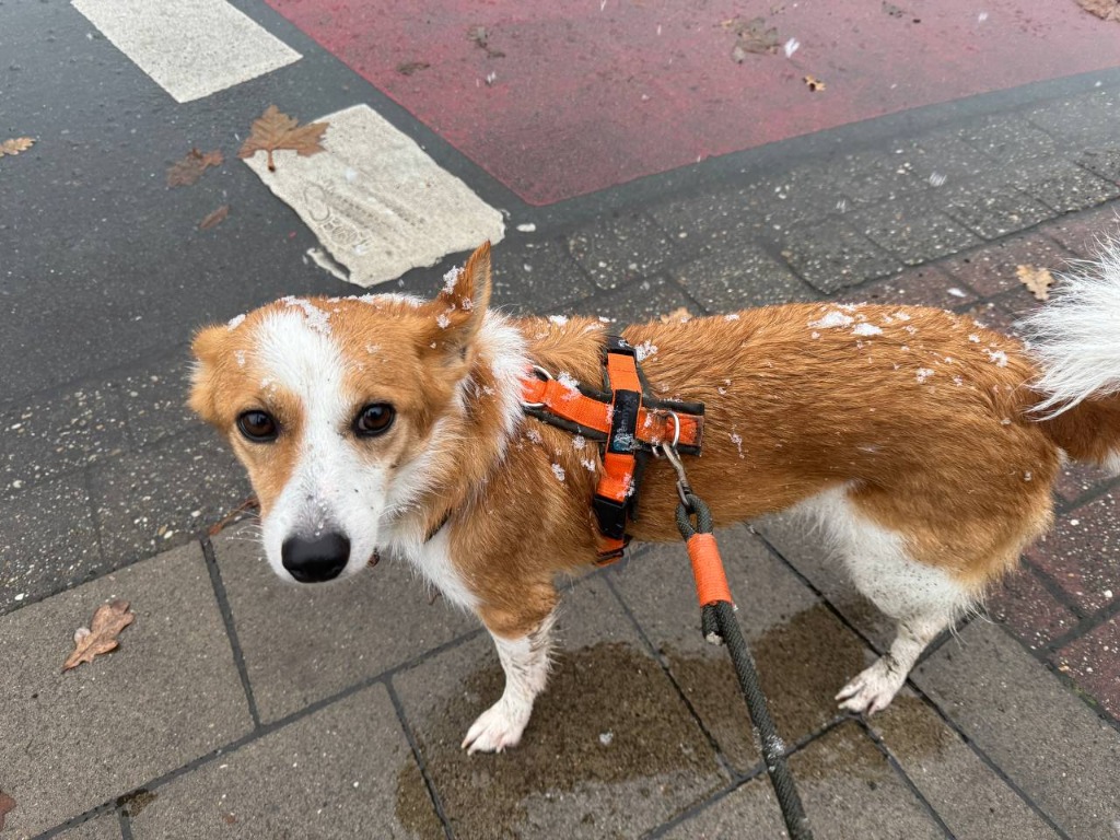 Jeannie mit Schnee auf dem Kopf und ihrer niedlichen orangefarbenen Leine
